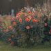 chiemseherin dahlias 8348462 1280