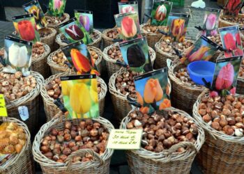 congerdesign flower bulbs 494399 1280