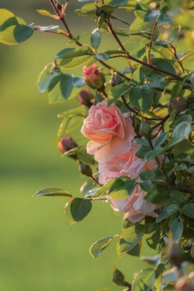 ruze couleur bush 9623840 1280