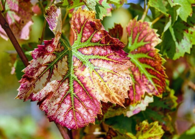 couleur wine leaves 1720133 1280