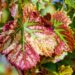 couleur wine leaves 1720133 1280
