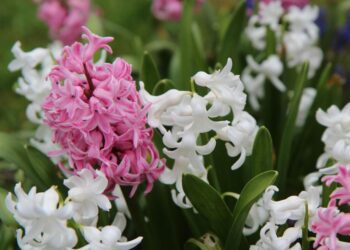 etienne f59 hyacinth 3303605 1280