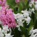 etienne f59 hyacinth 3303605 1280