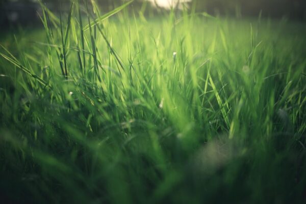 travnik ghinzo meadow 4623279 1280