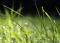 goranh grass 6597188 1280