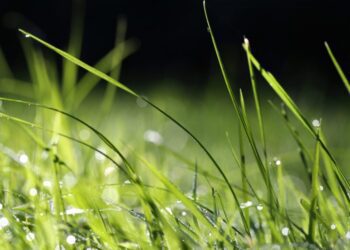 goranh grass 6597188 1280