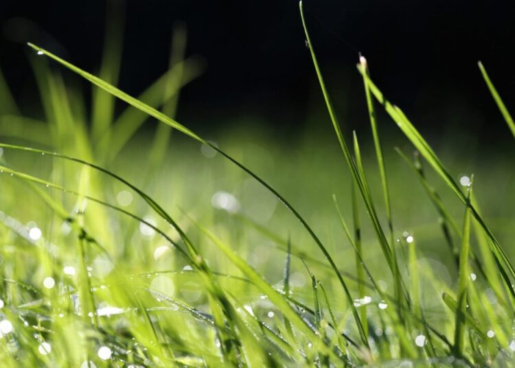 goranh grass 6597188 1280