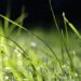 goranh grass 6597188 1280