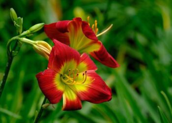 ignartonosbg flowers 8173225 1280