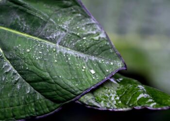 ignartonosbg green leaves 8260983 1280