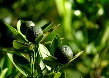 ignartonosbg oranges 6972443 1280