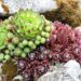 ilonaburschl stonecrop 2999477 1280