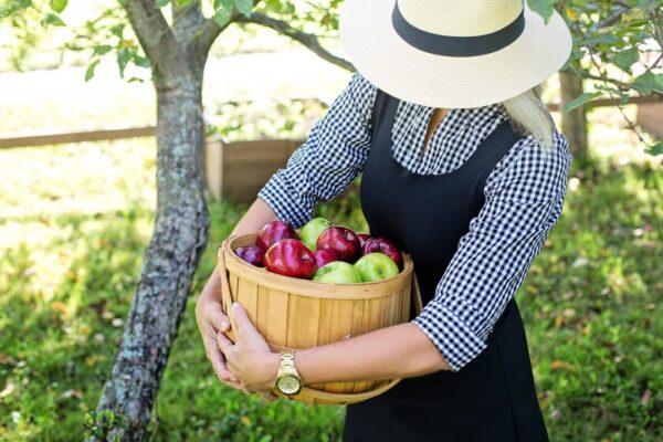 jillwellington apples 3661799 1280