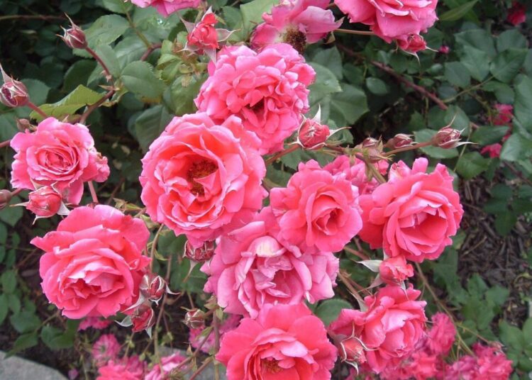 kristin71 pink 2537369 1280