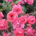 kristin71 pink 2537369 1280
