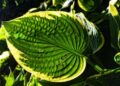 mabelamber hosta 3456852 1280