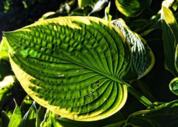 mabelamber hosta 3456852 1280