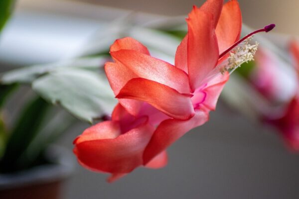 marianq christmas cactus 4890430 1280