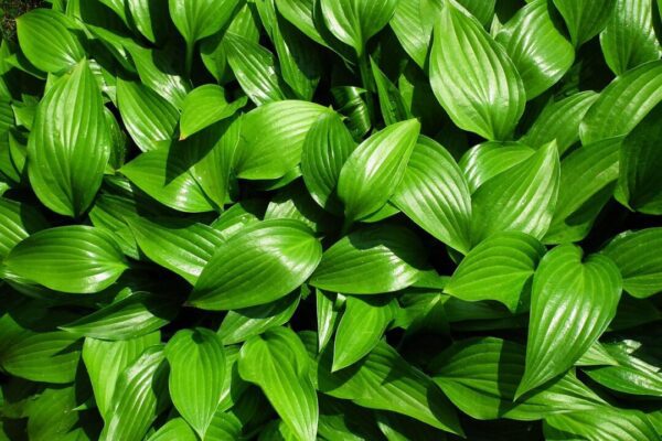 mrgajowy3 leaf 3367420 1280