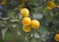 neelam279 mirabelles 10412421 1280
