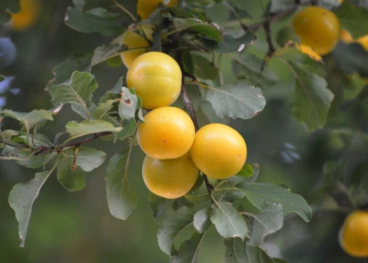 neelam279 mirabelles 10412421 1280