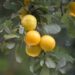 neelam279 mirabelles 10412421 1280