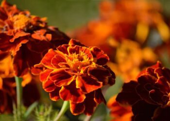 neelam279 tagetes 9855490 1280