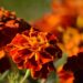 neelam279 tagetes 9855490 1280