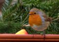 oldiefan robin 634413 1280