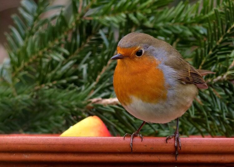 oldiefan robin 634413 1280
