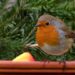 oldiefan robin 634413 1280