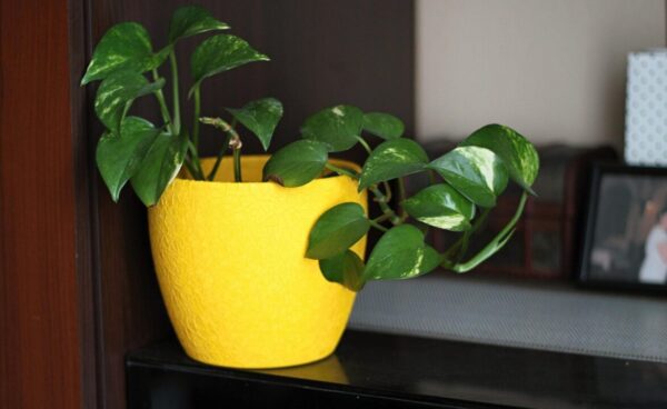 petrasolajova house plant 5366518 1280