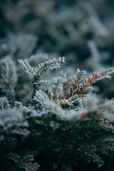 photowrld snow 7670491 1280