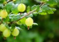 pipsimv fruit 361589 1280