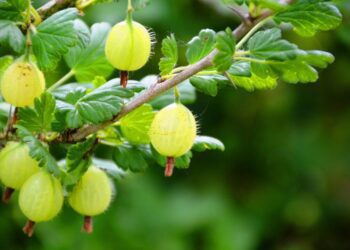 pipsimv fruit 361589 1280