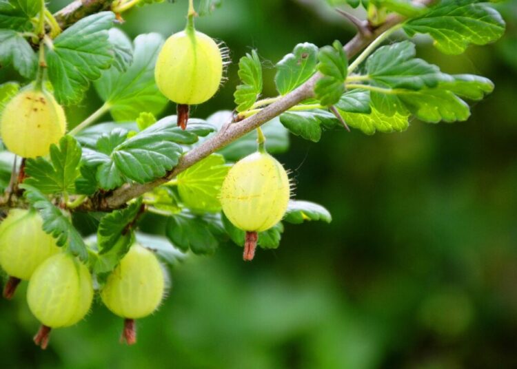 pipsimv fruit 361589 1280