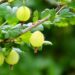 pipsimv fruit 361589 1280