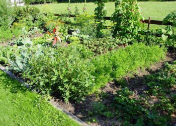 pixeleye allotment garden 1059 640