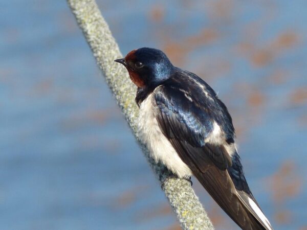 plukje swallow 181934 1280 plukje swallow 181934 1280