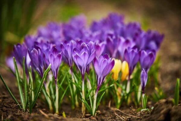 rador6 flowers 6143044 1280 rador6 flowers 6143044 1280