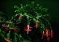 schwoaze plant 3101751 1280