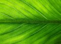 soramang leaf 2210973 1280