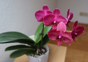 angelo filip orchid in the house 4937764 1280