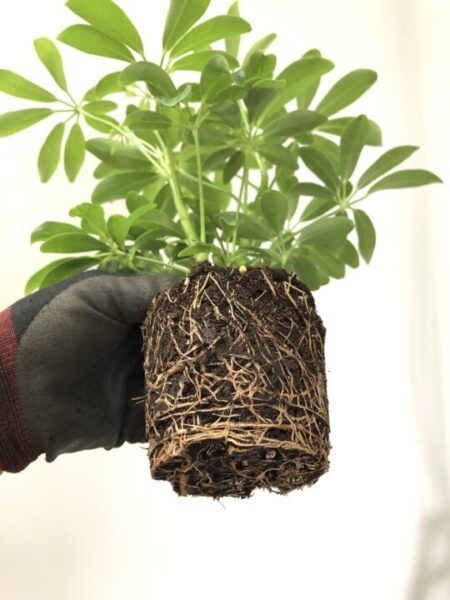 dbtjdcjf roots the plants 5335776 1280