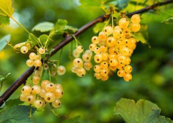 humusak currant 550600 1280