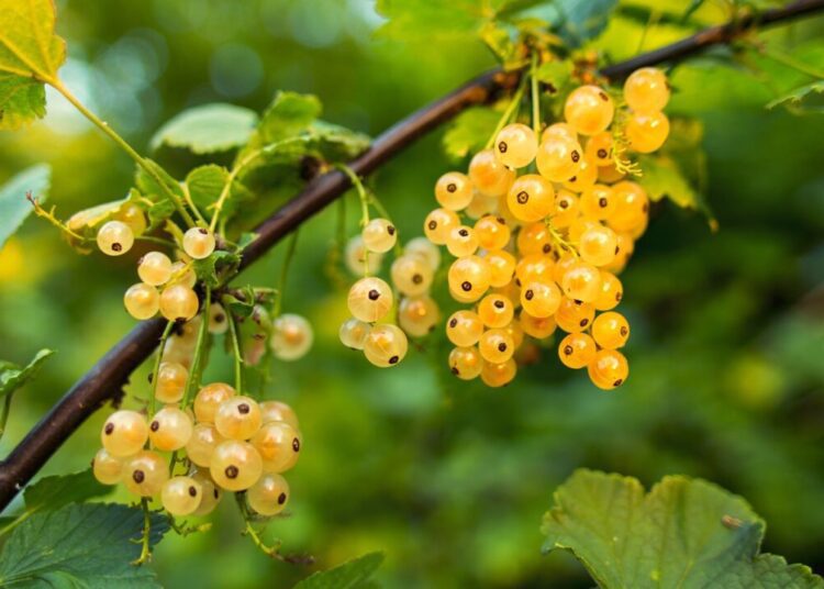 humusak currant 550600 1280
