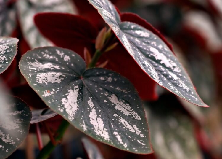 ignartonosbg leaves 7921464 1280
