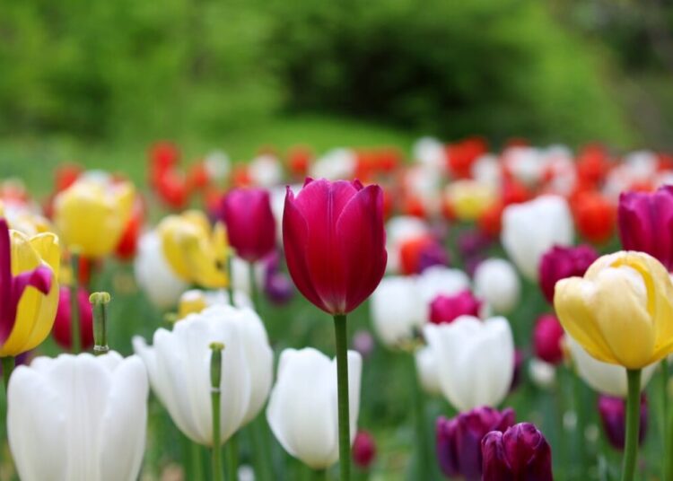 manseok kim tulip 10404468 1280