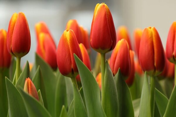 marjonhorn flowers 10152462 1280