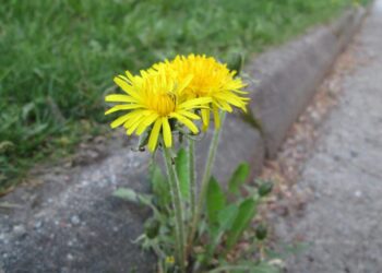misssuss dandelion 2563670 1280